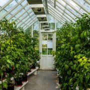 Paano gamitin ang greenhouse hanggang sa maximum: kapaki-pakinabang na mga tip