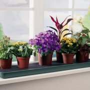 6 Gründe, warum Pflanzen in Ihrem Haus nicht wirklich Wurzeln schlagen