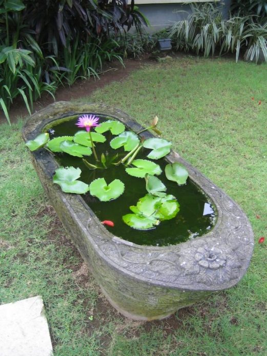 Mini pond na may mga liryo ng tubig