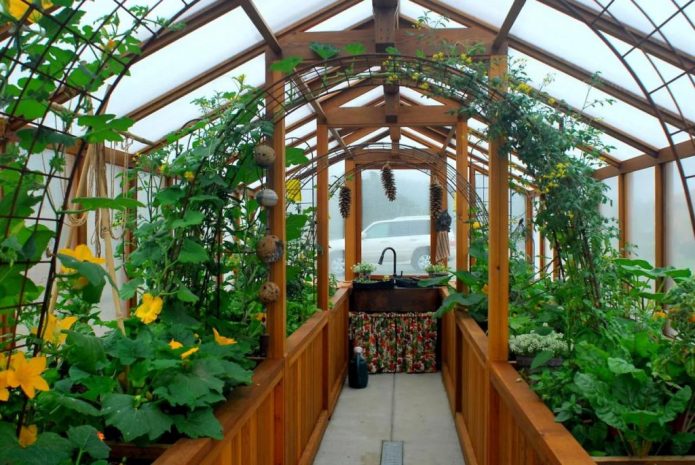 Tumatanim ng mga halaman sa isang greenhouse