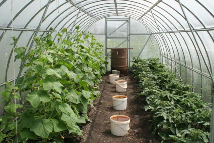 Kasvava kurkkuja ja tomaatteja kasvihuoneessa