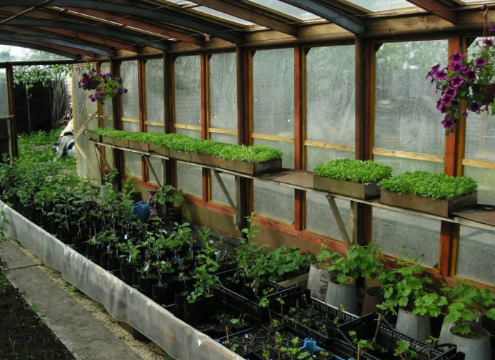 Ang pag-aayos ng mga kahon sa greenhouse