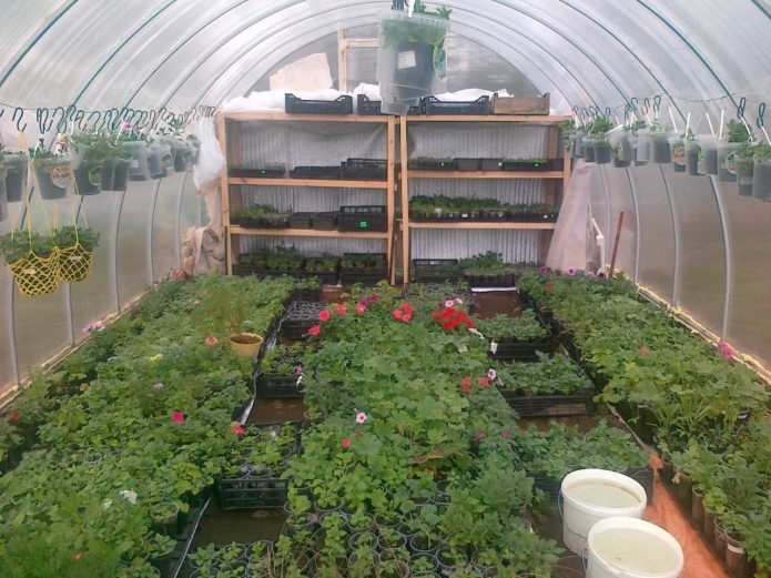Growing flower seedlings in a greenhouse