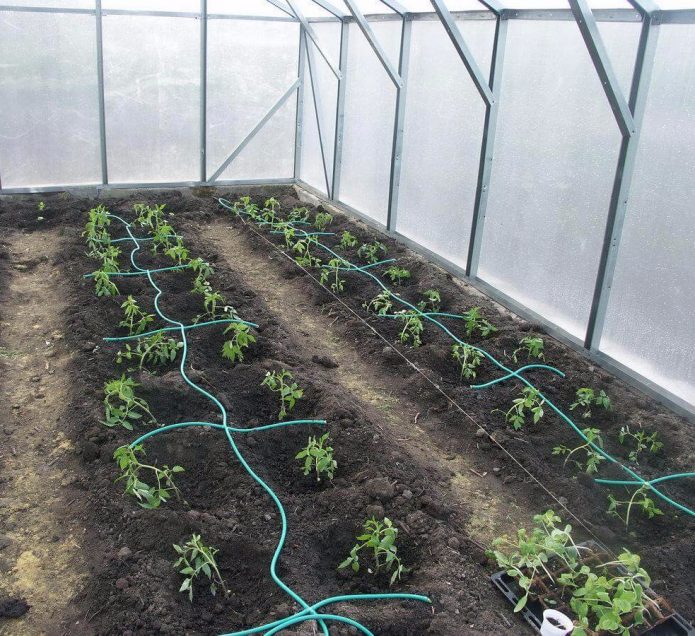 Pag-drop ng pagtutubig sa isang greenhouse