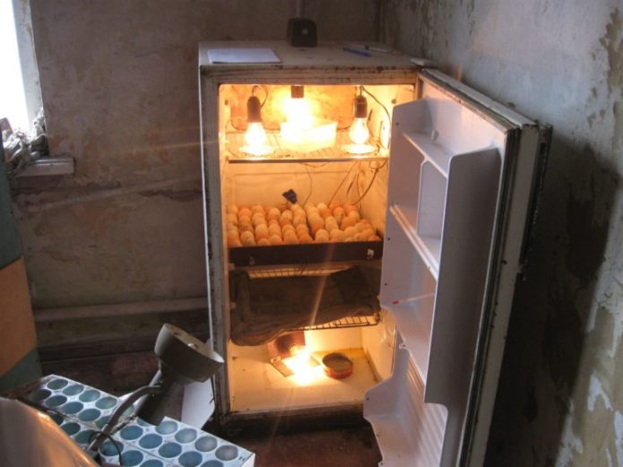 Eski bir buzdolabı kuluçka makinesi