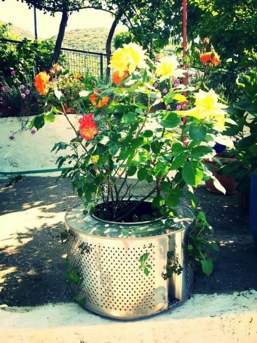 Cultivar rosas en un tambor desde una lavadora