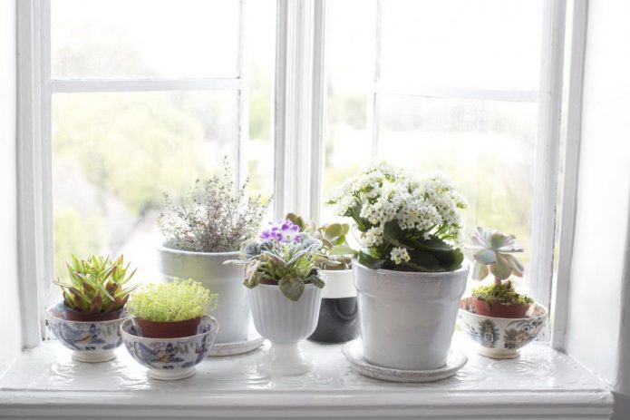 Colocar plantas en el alféizar de la ventana