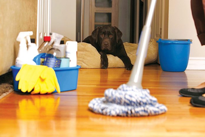 De hond observeert het reinigingsproces.