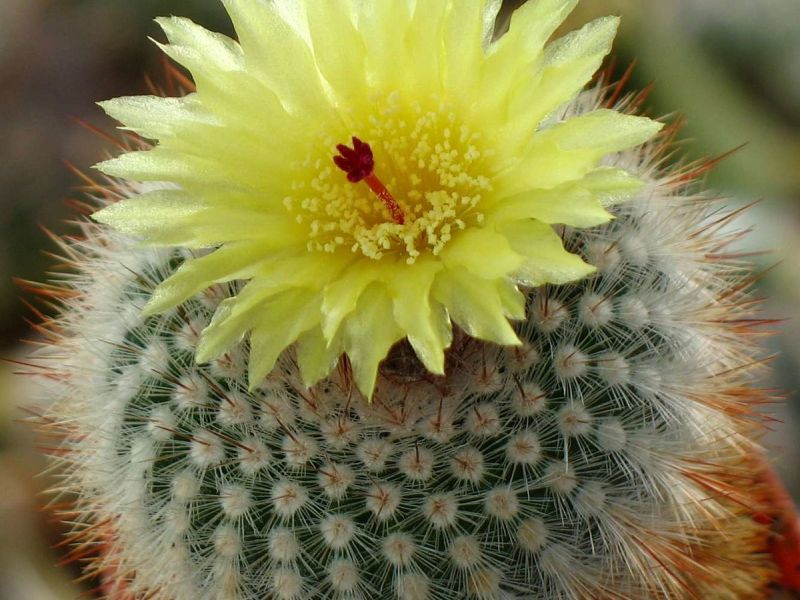 5 redenen waarom je cactussen niet in het appartement kunt houden