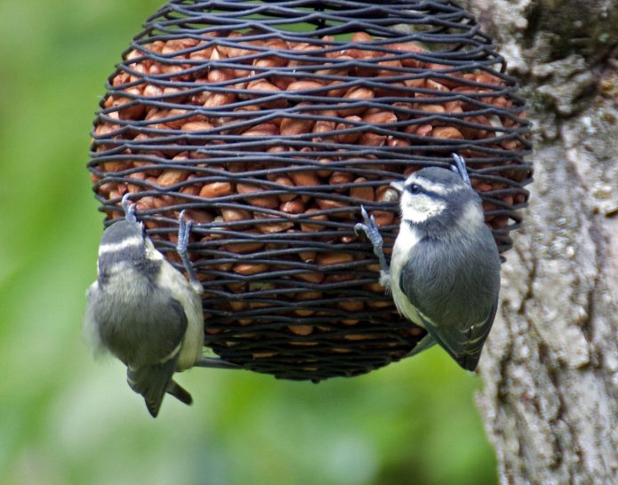 DIY bird feeder