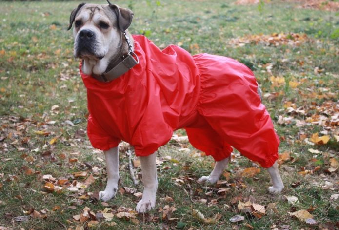Bekväm jumpsuit från ett paraply för en hund