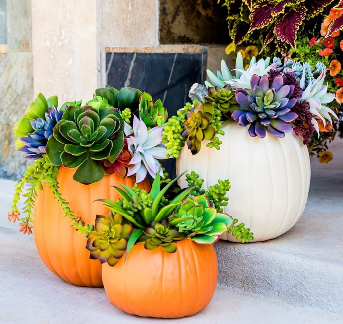 Flowerpots for pumpkin succulents