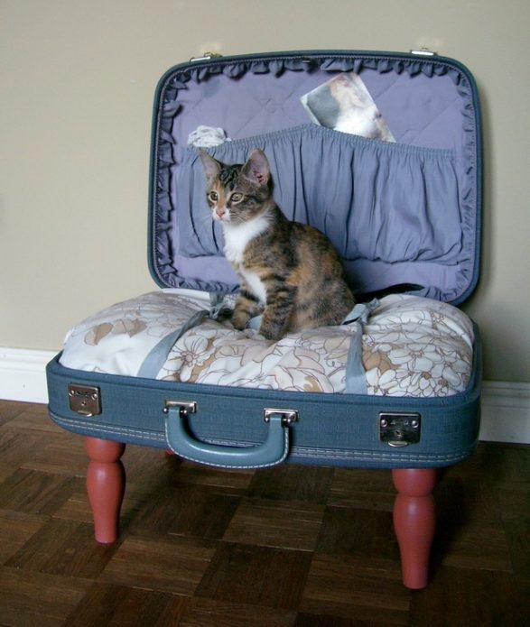 แมวนั่งจากกระเป๋าเดินทางเก่า ๆ