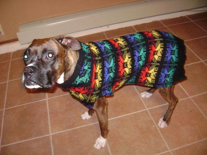 Striukė šuniui iš seno megztinio