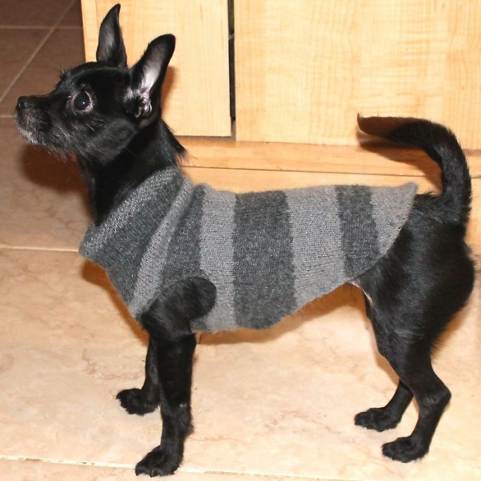 Pakaian untuk anjing dari lengan sweater lama