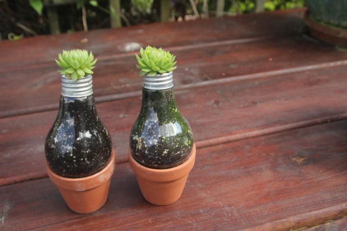 Pots para sa mga succulents mula sa mga light bombilya