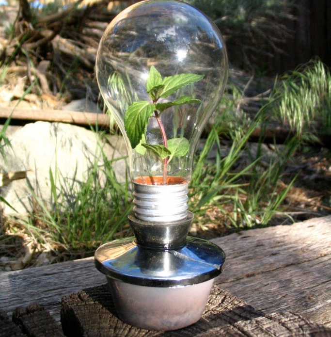Mini invernadero para plántulas de una bombilla vieja
