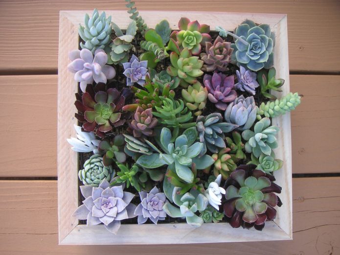 Panel of multi-colored succulents