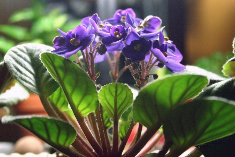7 home plants that cause allergies in almost every person
