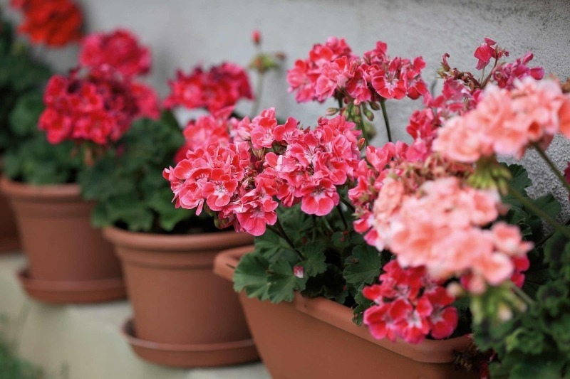 10 väldigt vackra och opretentiösa inomhusväxter som gör ditt hem mer bekvämt
