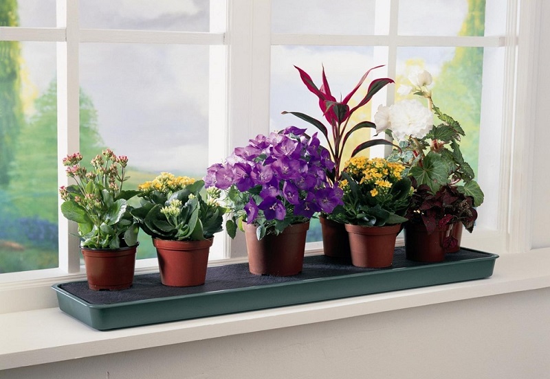 6 أسباب تجعل النباتات لا تترسخ في منزلك