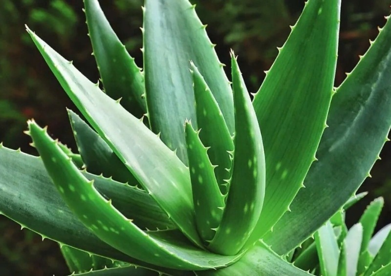 Για να διευκολύνετε την αναπνοή στο σπίτι: 8 φυτά που καθαρίζουν τον αέρα και παράγουν πολύ οξυγόνο
